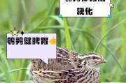 王者荣耀中鹌鹑的含义是什么？为何会有这样的称呼？