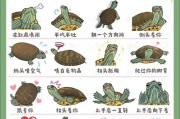 乌龟服毛驴获取途径是什么？需要完成哪些任务？