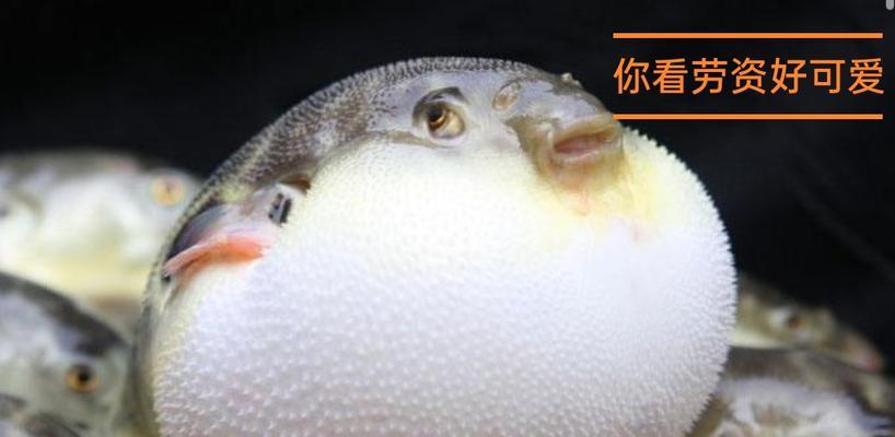 在《我的世界》中如何惹怒河豚？这样做有什么后果？