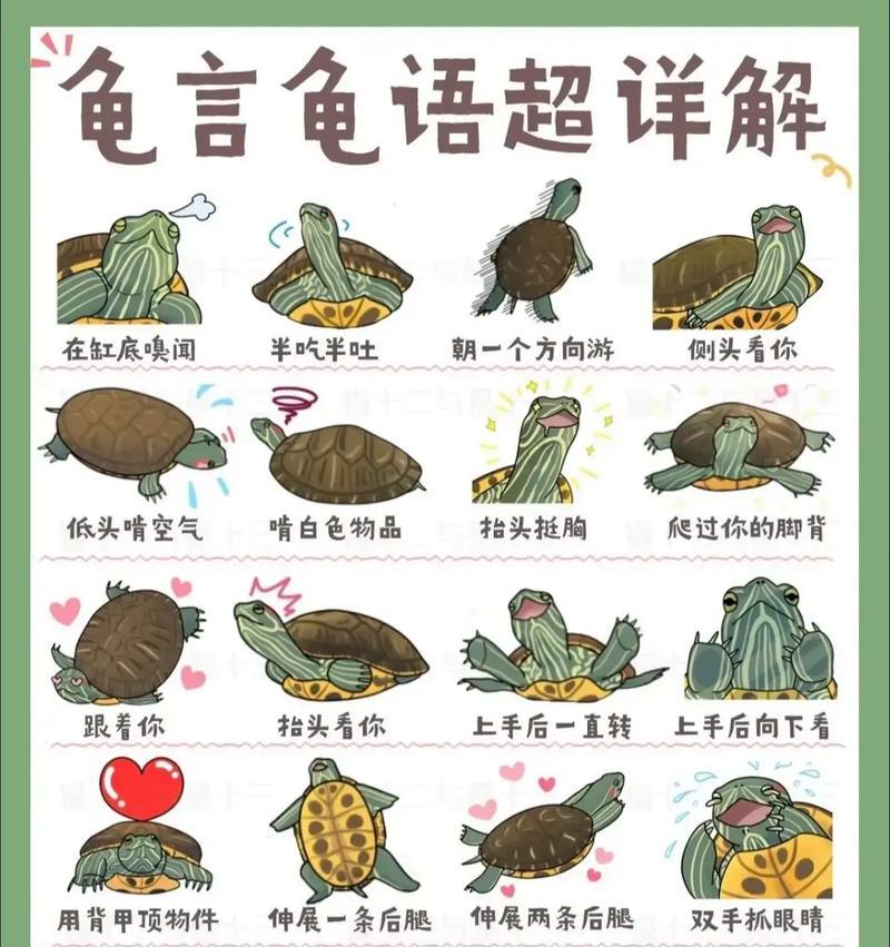 乌龟服毛驴获取途径是什么？需要完成哪些任务？